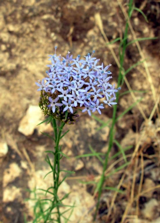 Imagen de Fedia cornucopiae (L.) Gaertn.