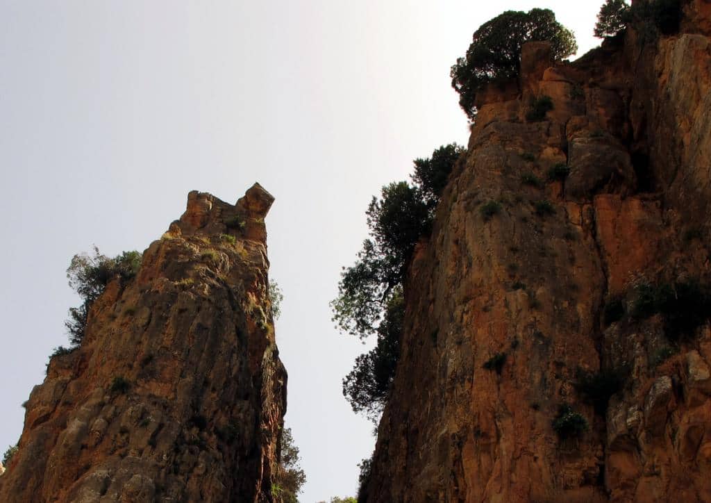 Imagen de Daphne gnidium L. subsp. mauritanica (Nieto Fel.) Halder