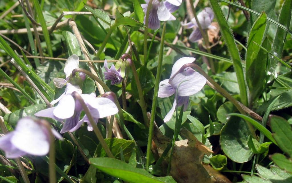 Imagen de Viola palustris L.