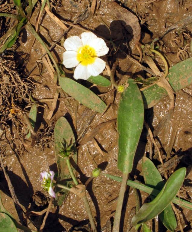 Imagen de Damasonium polyspermum Coss. ?