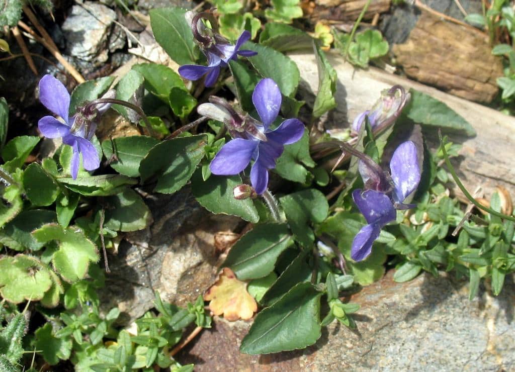 Imagen de Viola riviniana Rchb., 1823 ?