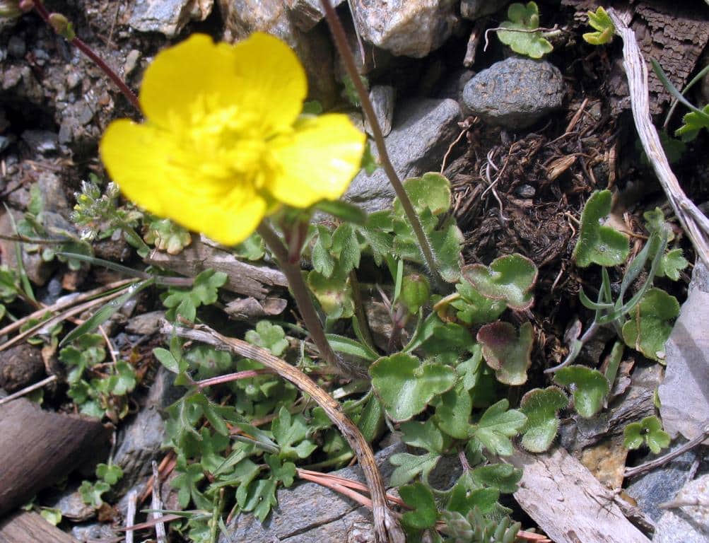 Imagen de Ranunculus bulbosus L.