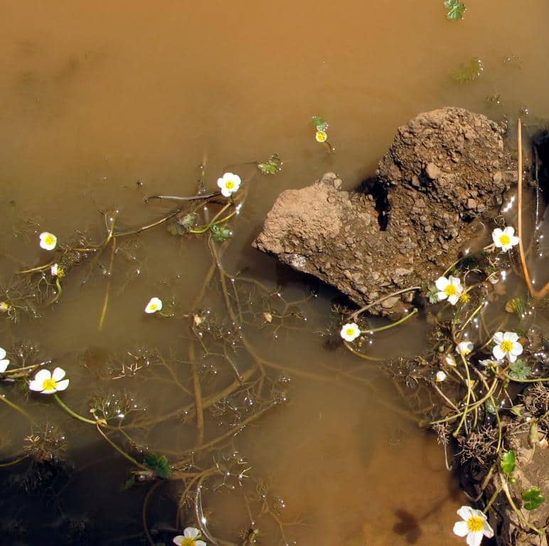 Imagen de Ranunculus acuaticos