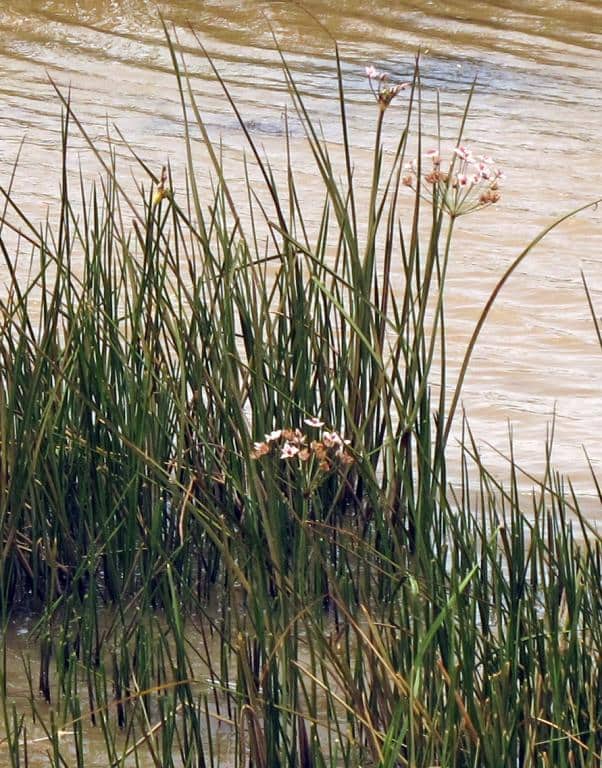 Imagen de Butomus umbellatus L.