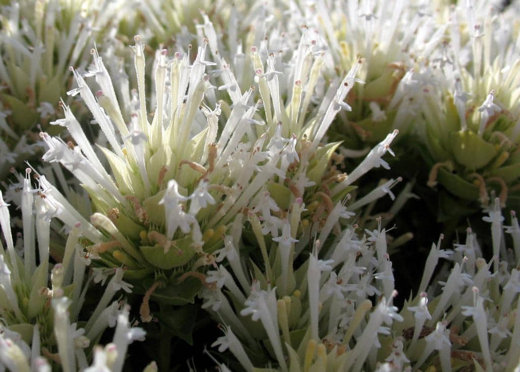 Imagen de Thymus membranaceus Boiss.