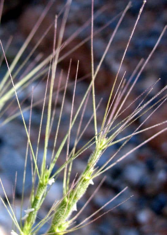 Imagen de Aegilops geniculata L. ?