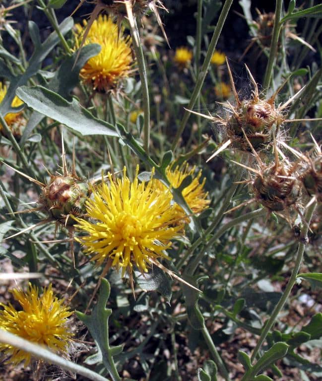 Imagen de Centaurea gabrielis-blancae Fern. Casas
