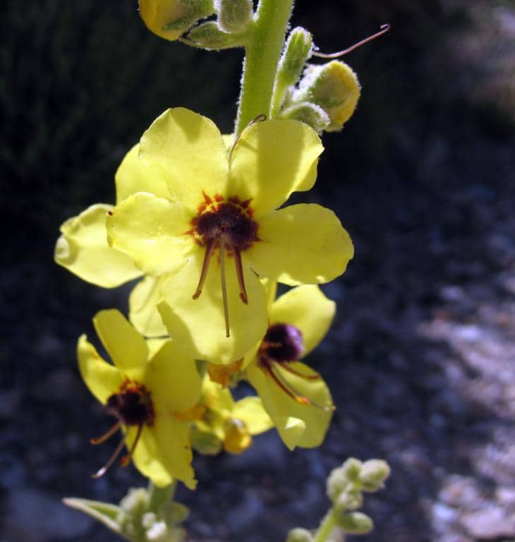Imagen de Verbascum rotundifolium Ten subsp. haenseleri (Boiss.) murb.