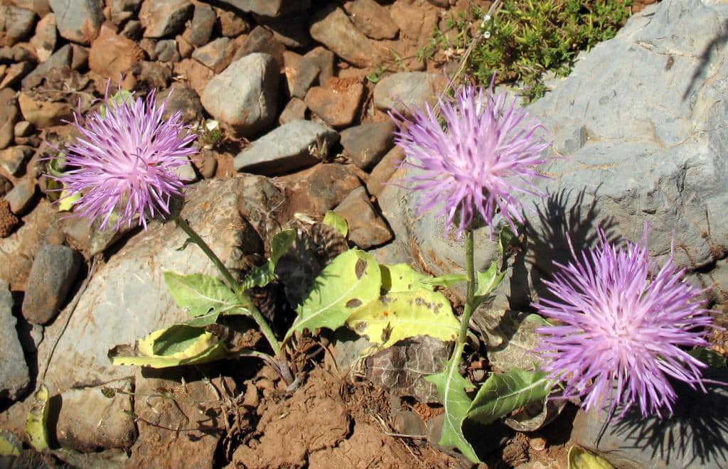 Imagen de Klassea flavescens (L.) Holub ?