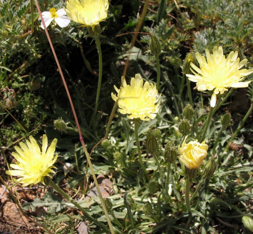 Imagen de Scorzonera hispanica L.