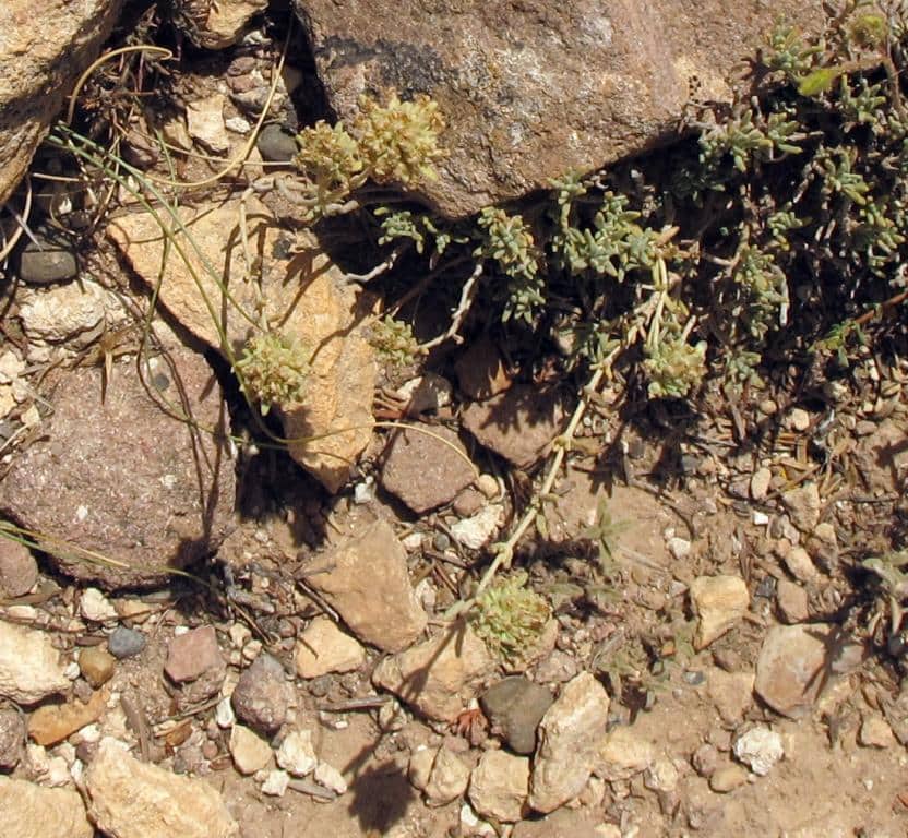 Imagen de Teucrium polium grex