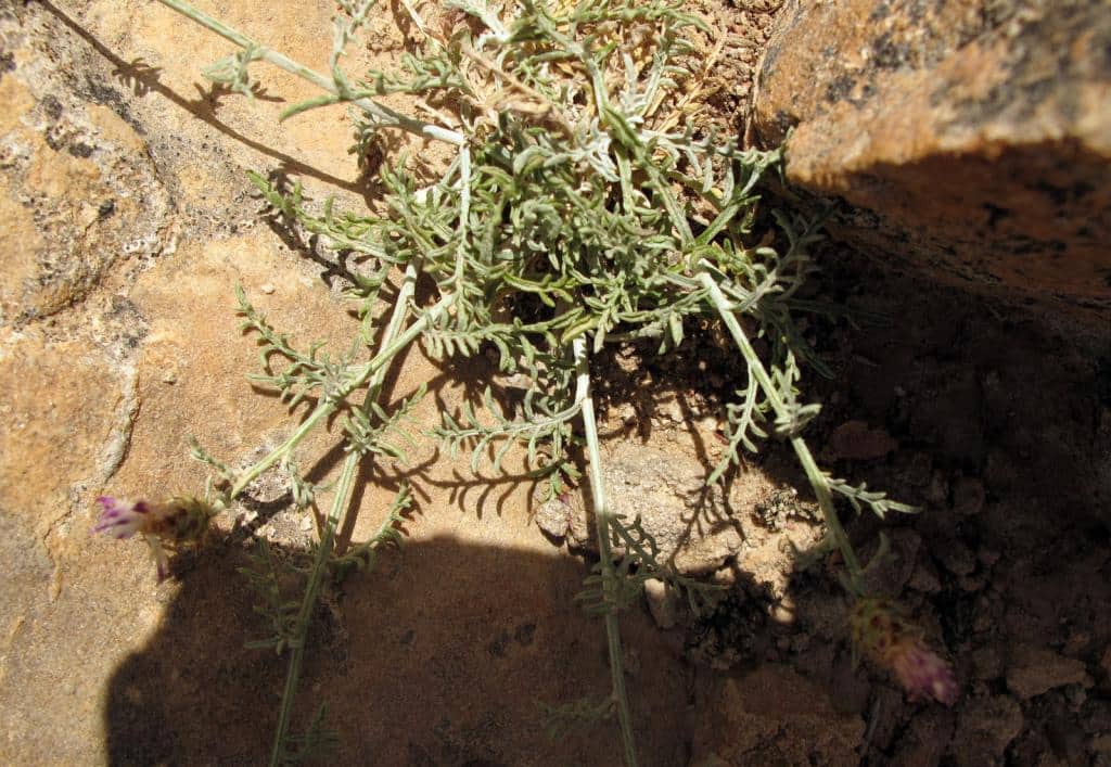 Imagen de Centaurea boissieri grex
