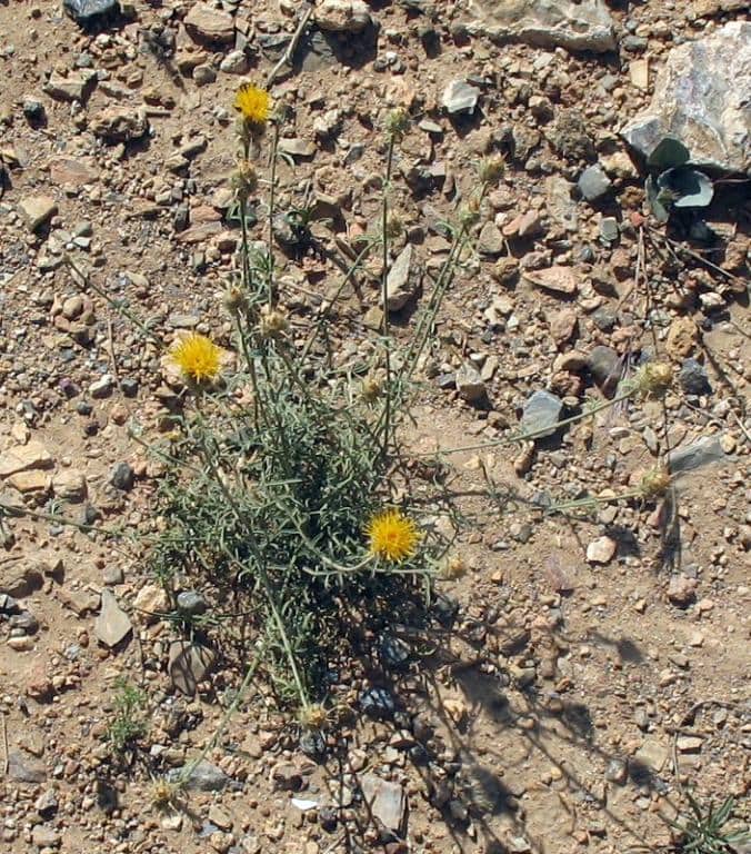 Imagen de Centaurea kunkelii N. García