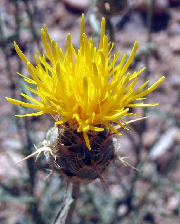Imagen de Centaurea kunkelii