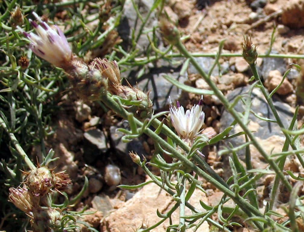Imagen de Centaurea gadorensis Blanca