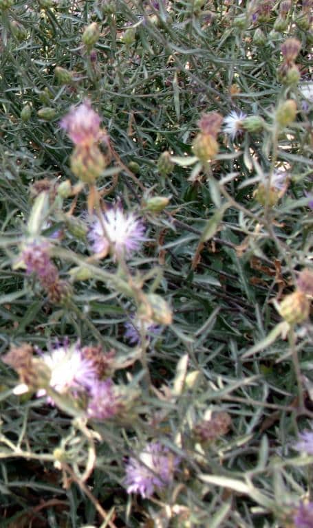 Imagen de Centaurea aspera L. ?