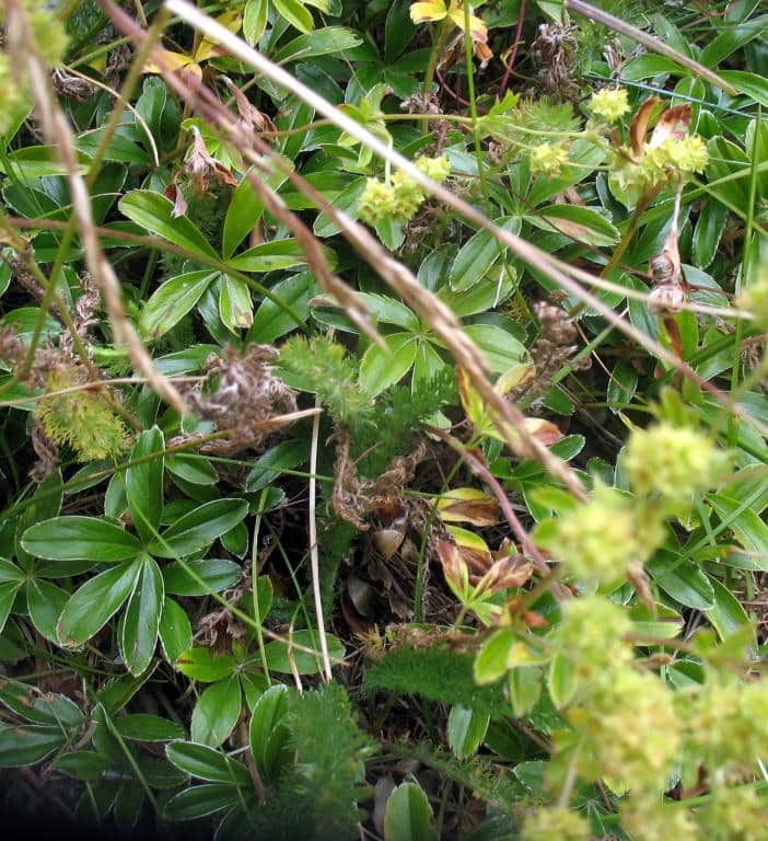 Imagen de Alchemilla