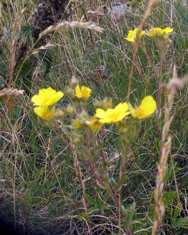 Imagen de Potentilla