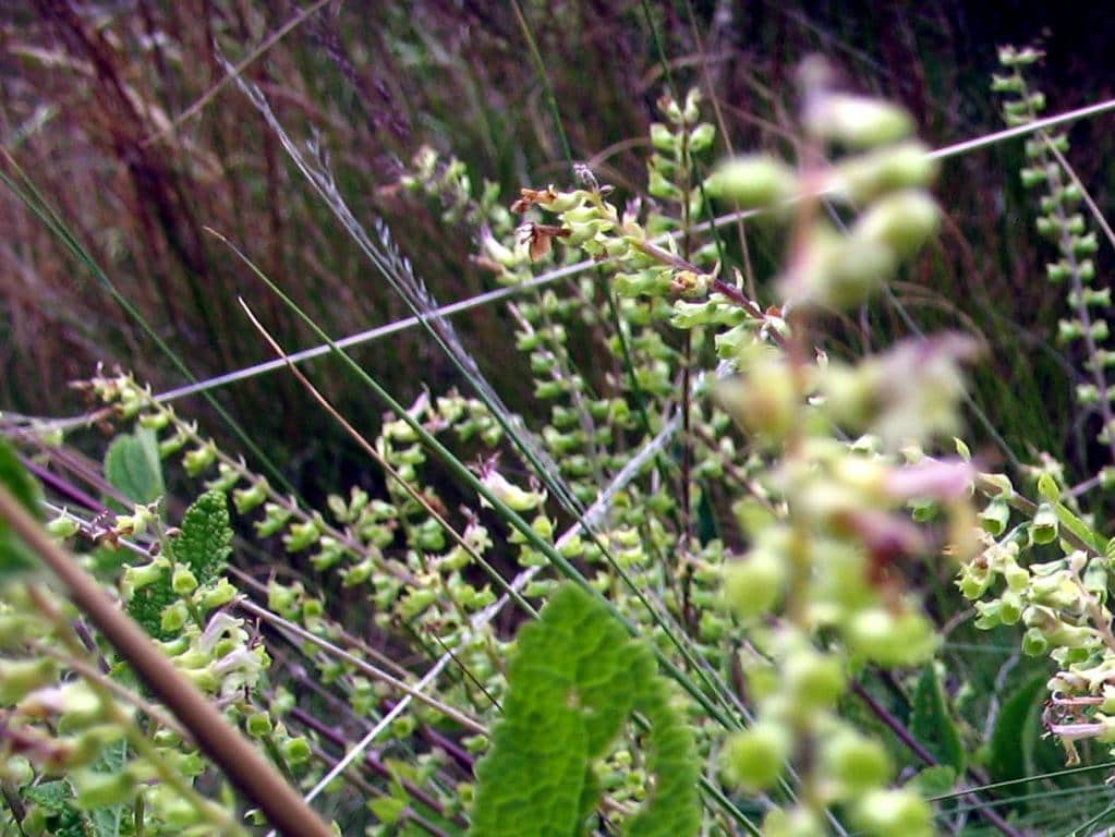 Imagen de Teucrium scorodonia L.
