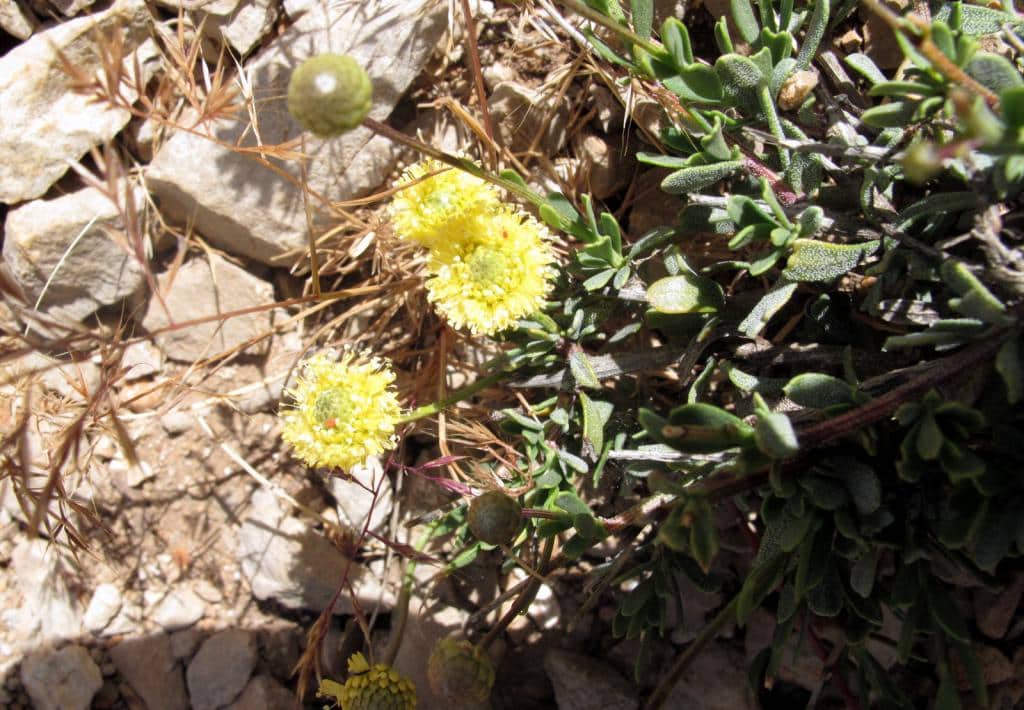 Imagen de Globularia