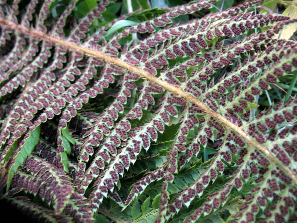 Imagen de Polystichum setiferum (Forsskal) Woynar )