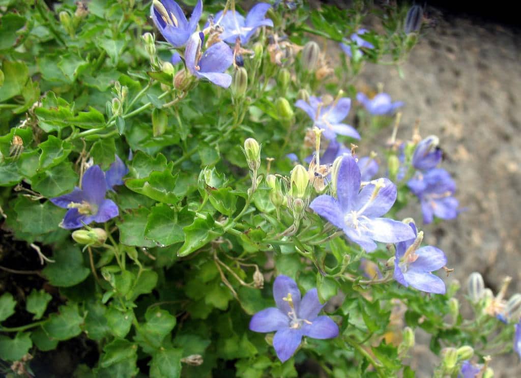 Imagen de Campanula adsurgens Levier & Leresche