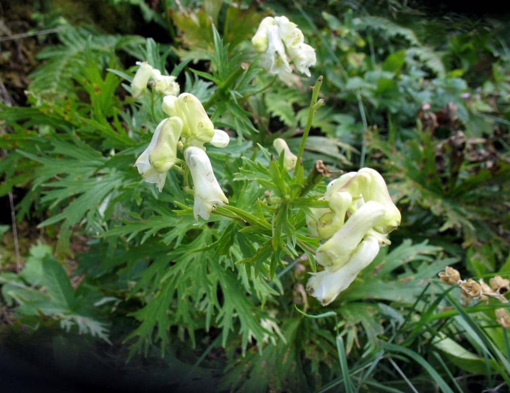 Imagen de Aconitum vulparia Reichb. subsp neapolitanum (Ten.) Muñoz Garm.