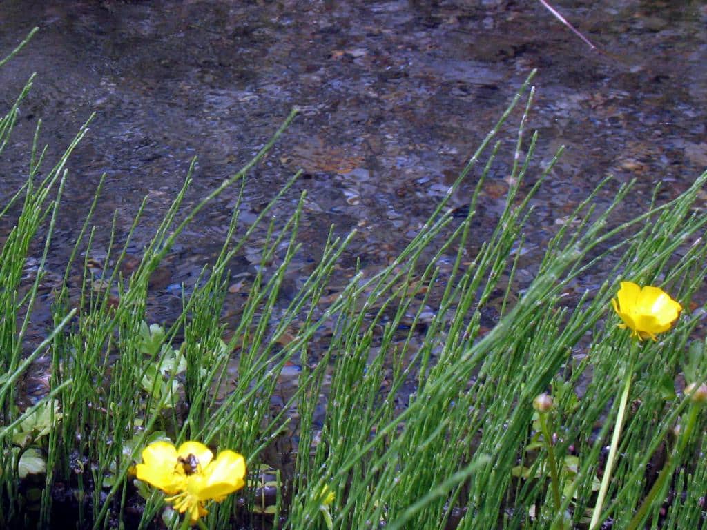 Imagen de Ranunculus bulbosus L.