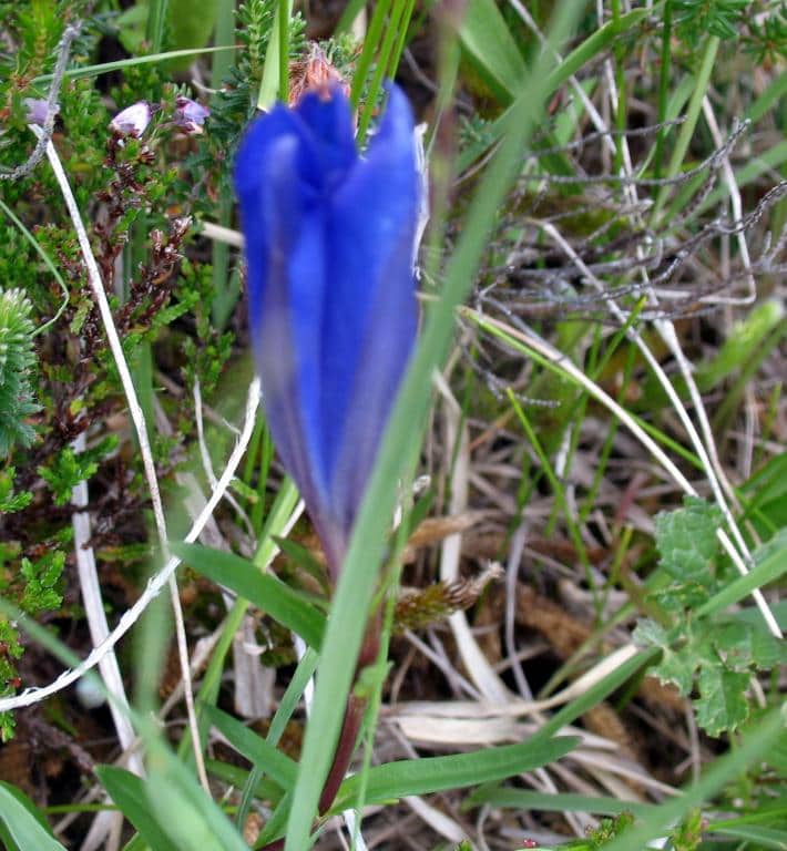 Imagen de Gentiana