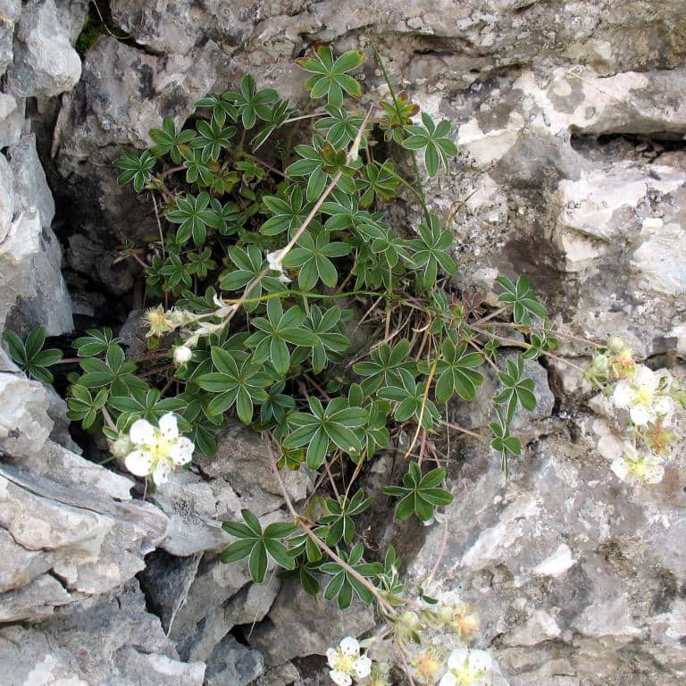 Imagen de Potentilla alchemilloides Lapeyr.
