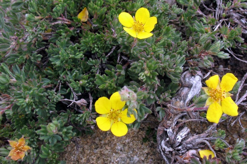 Imagen de Potentilla fruticosa L.