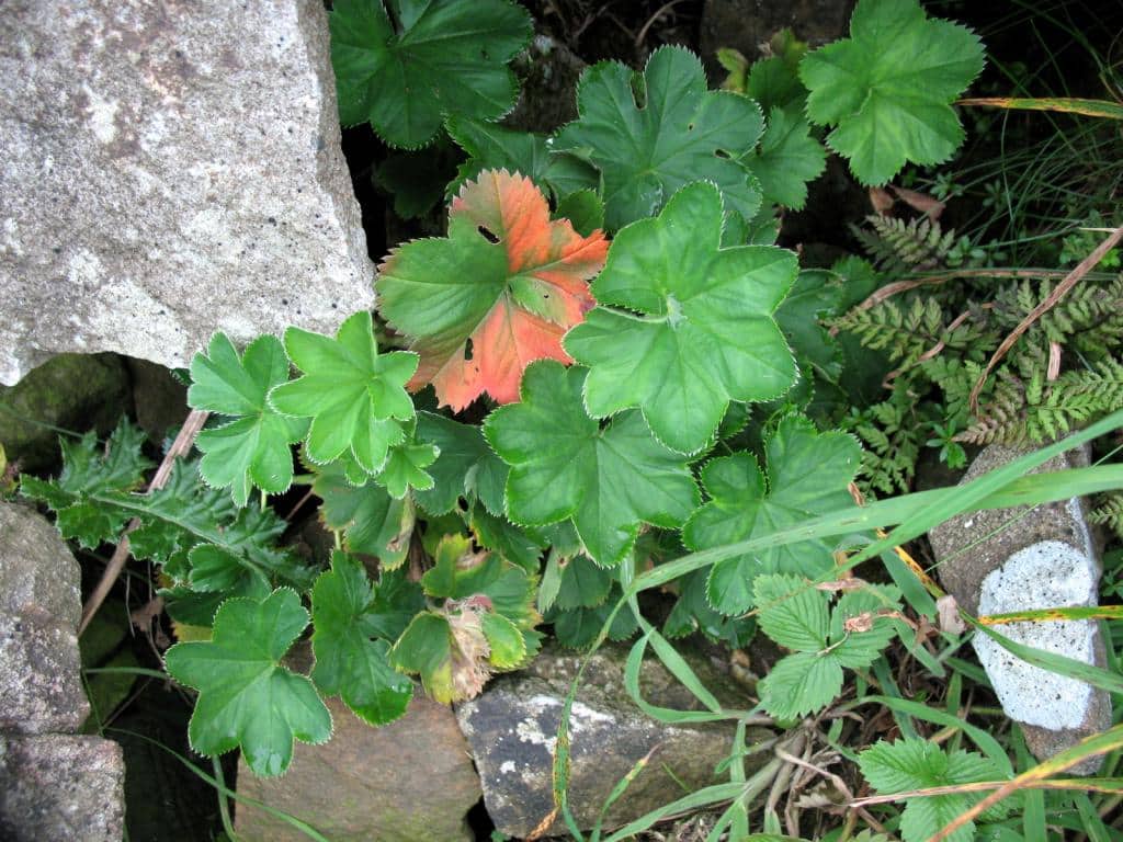 Imagen de Alchemilla