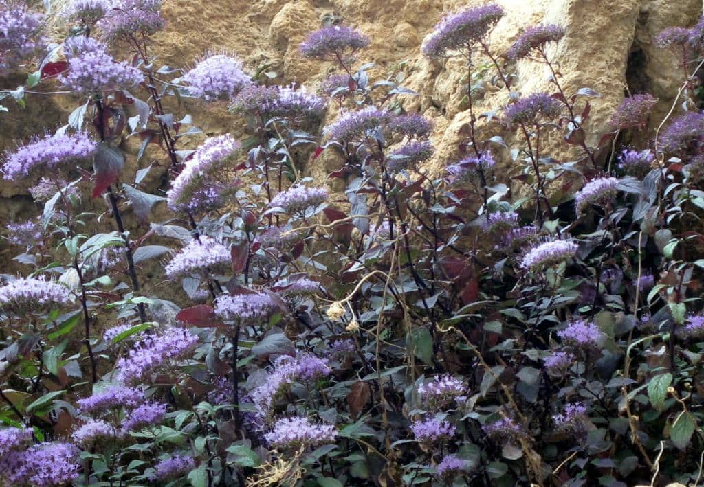 Imagen de Trachelium