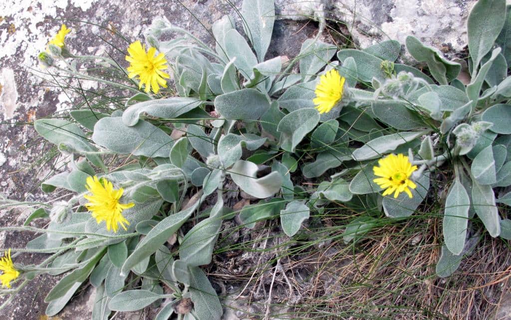 Imagen de Hieracium mixtum