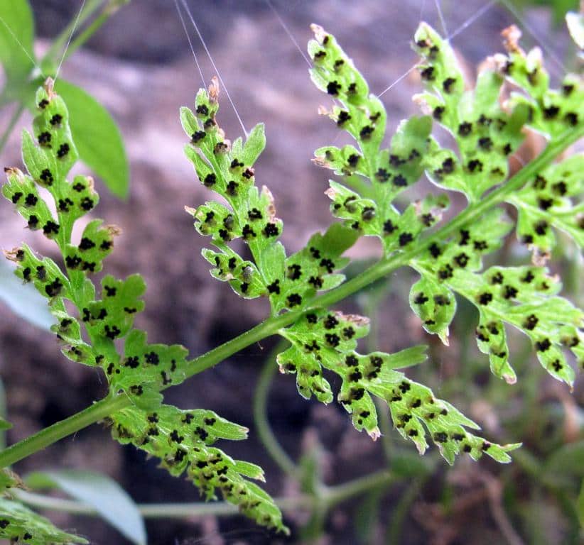 Imagen de Cystopteris fragilis L. Bernh. ?