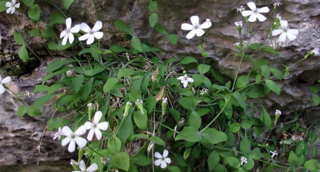 Imagen de Petrocoptis pyrenaica (Bergeret) A. Braun ex Walp. subsp. glaucifolia (Lag.) P. Monts. & Fern. Casas