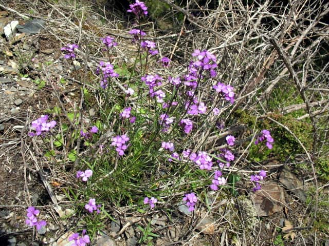 Imagen de Erysimum linifolium (Pourr. ex Pers.) J. Gay