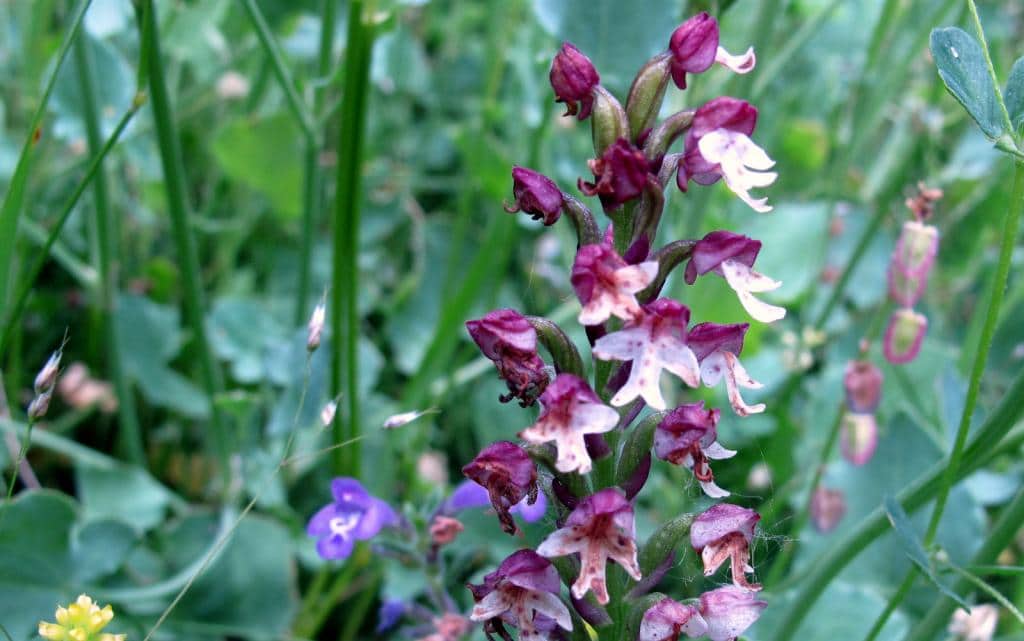 Imagen de Orchis ustulata L.