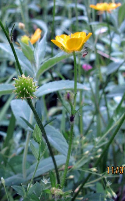 Imagen de Ranunculus repens L. ?