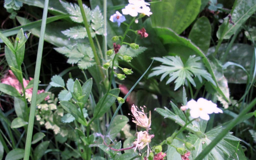 Imagen de Linum catharticum L.