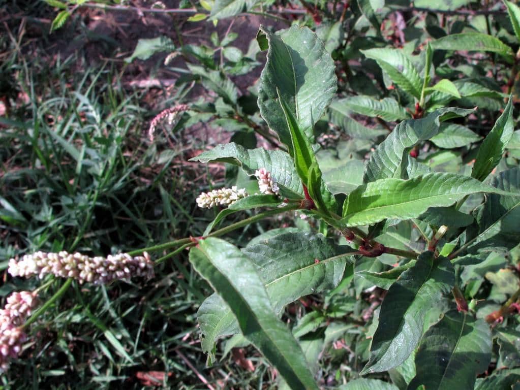 Imagen de Polygonum