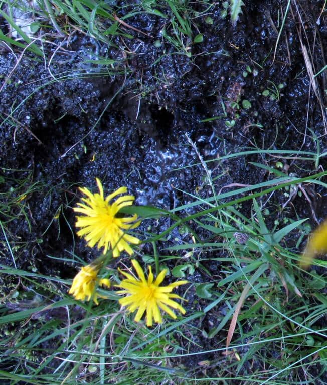 Imagen de Lapsana communis L.