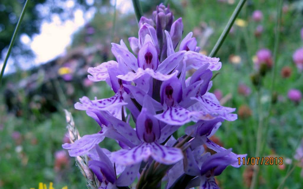 Imagen de Dactylorhiza