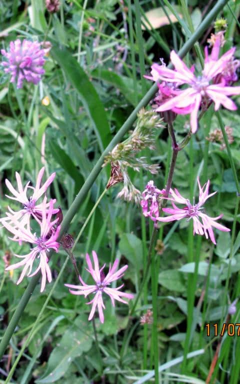 Imagen de Lychnis L. flos-cuculi L.