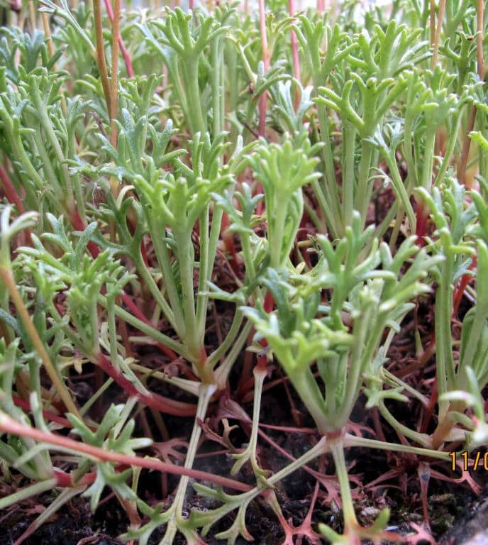 Imagen de Saxifraga trifurcata Schrad.