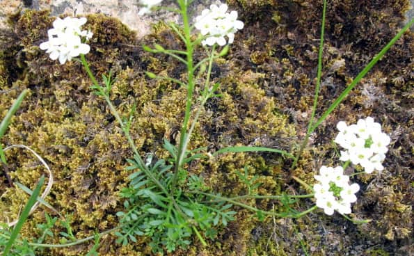 Imagen de Pritzelago alpina (L.) Kuntze subsp. auerswaldii Greuter & Burdet