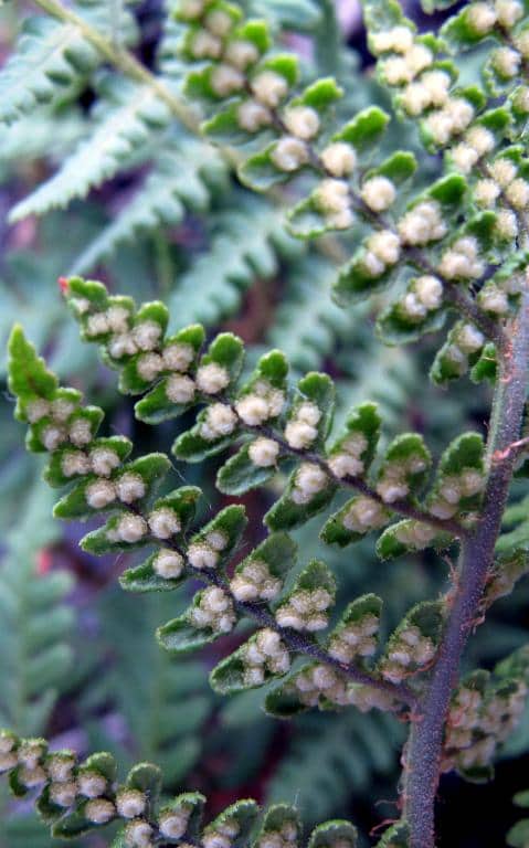 Imagen de Athyrium filix-femina (L.) Roth.