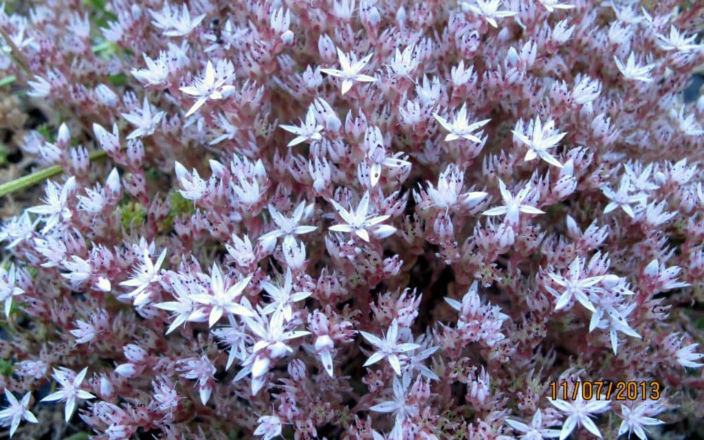 Imagen de Sedum album L. ?