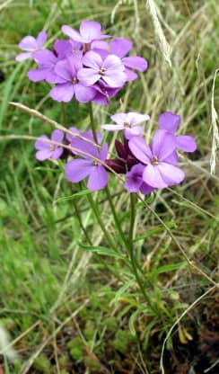Imagen de Erysimum linifolium (Pourr. ex Pers.) J. Gay