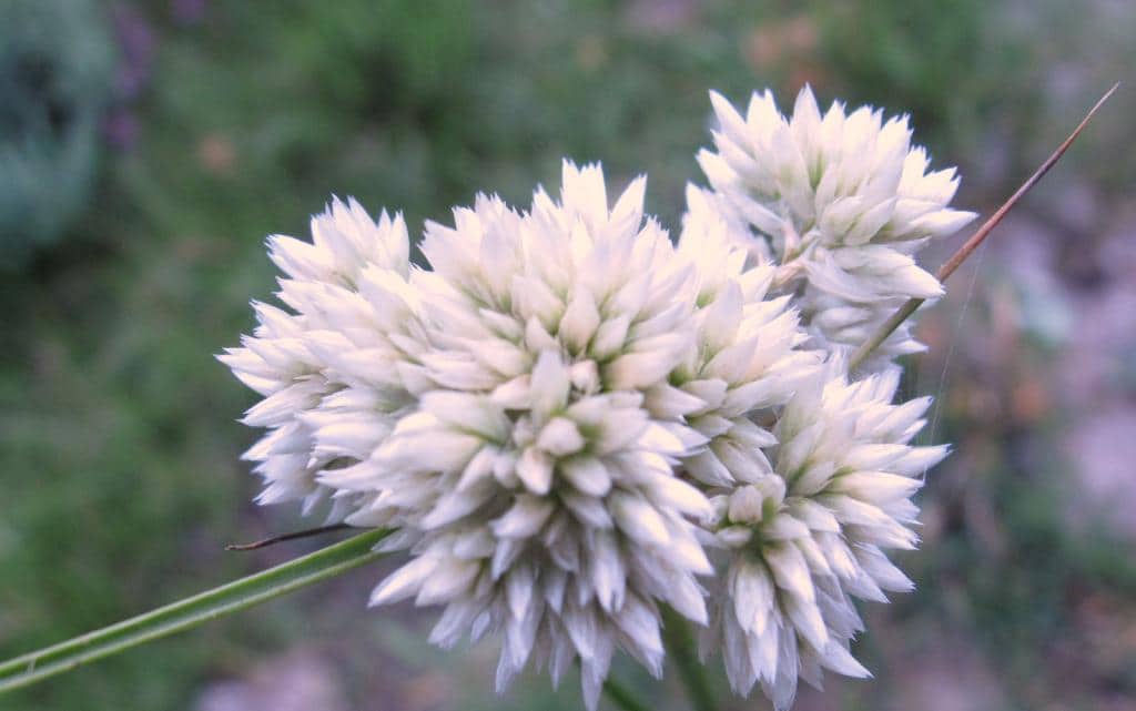 Imagen de Luzula lactea (Link) E. Mey.